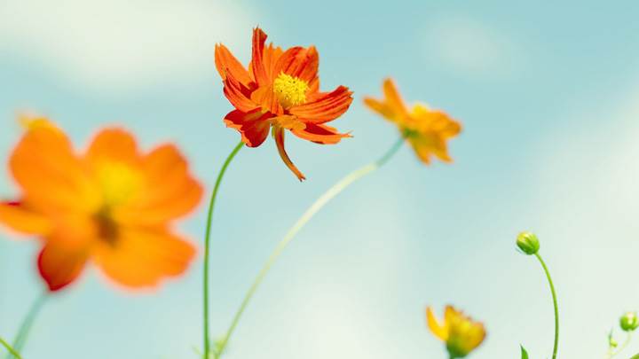 Fresh Orange Cosmos Flowers